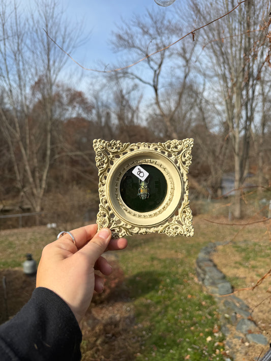 Vintage Beetle Frame