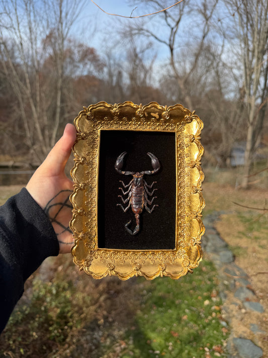 Black Gold Scorpion Frame