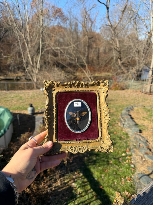 Vintage Hornet Frame