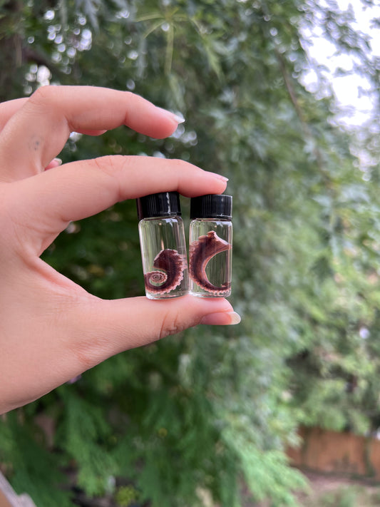 Preserved Octopus Tentacle