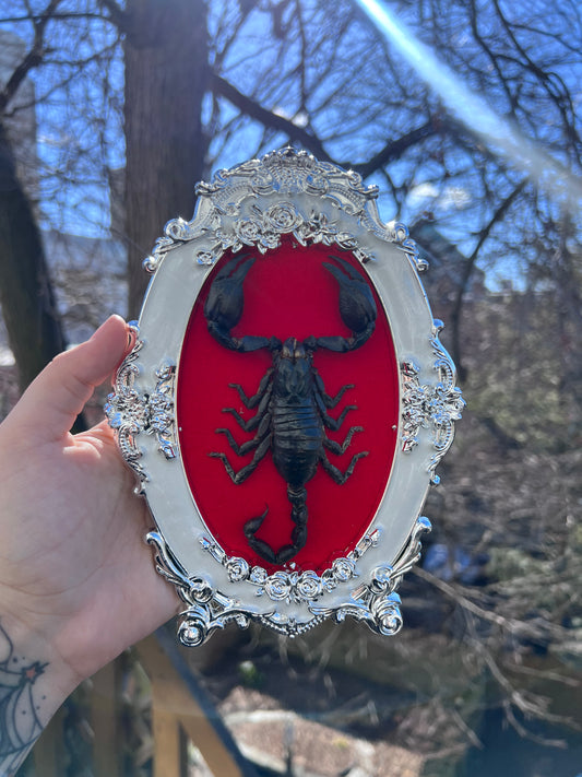 Silver Baroque Scorpion Frame