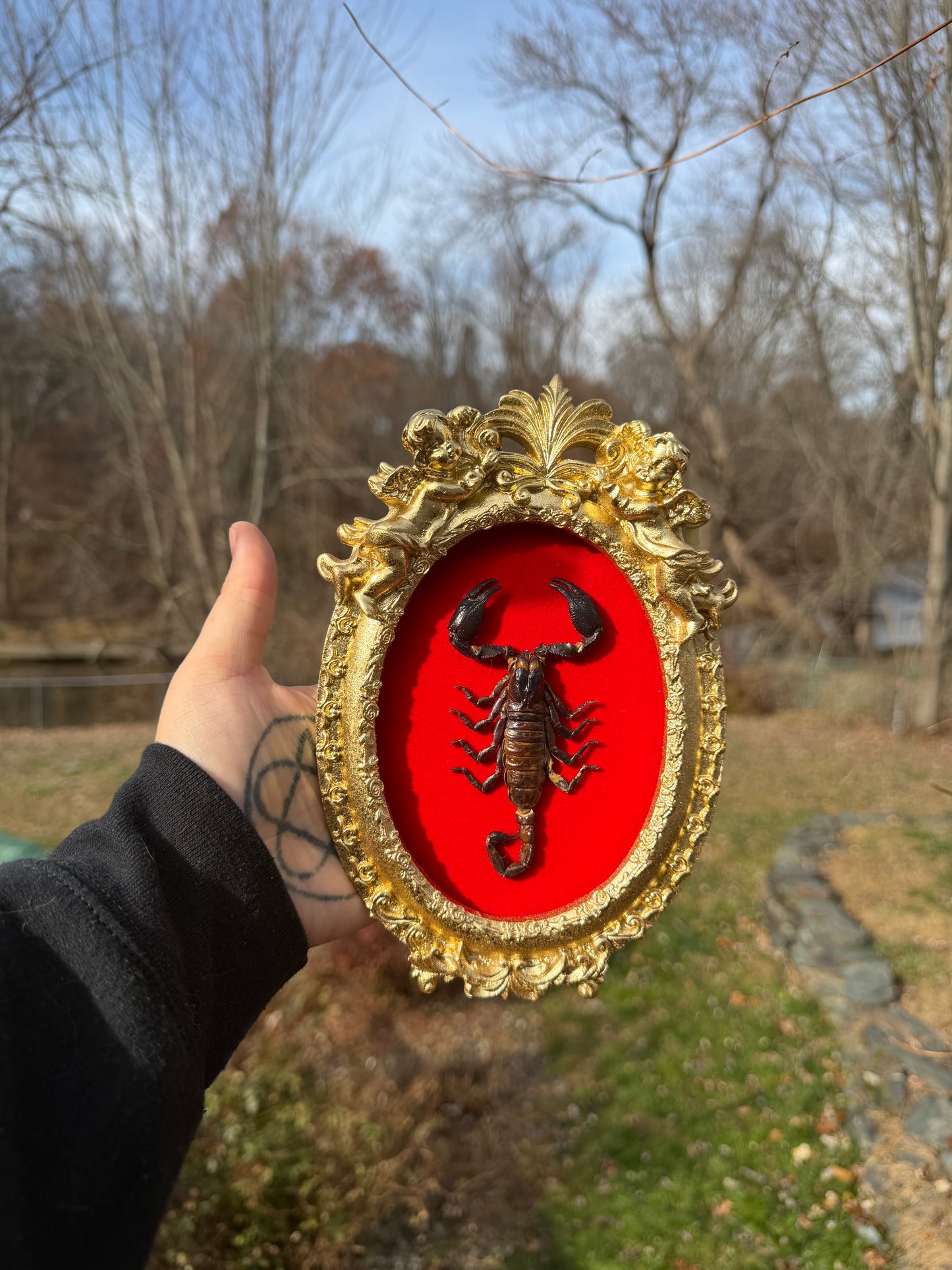 Gold Red Scorpion Frame