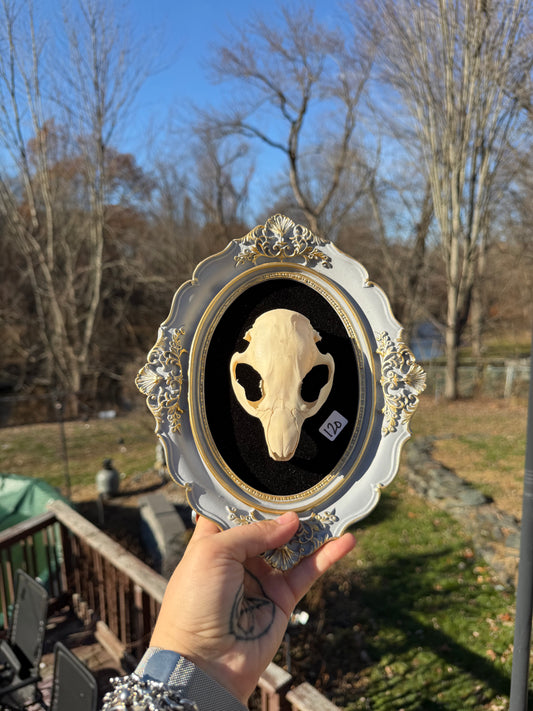 Black Lavender Raccoon Skull Frame