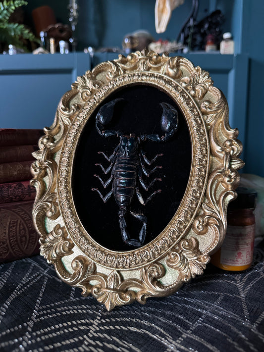 Ornate Gold Scorpion Frame