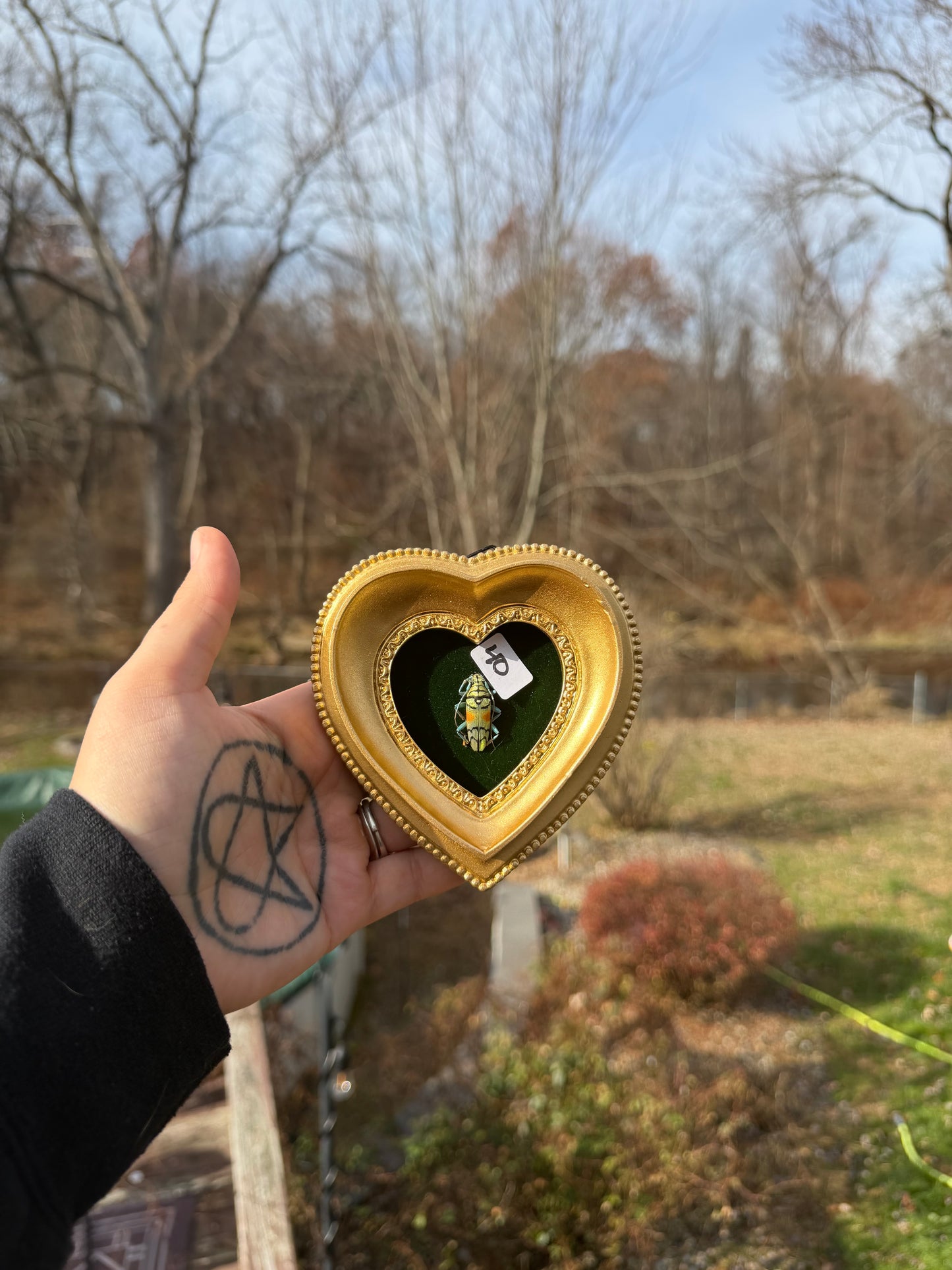 Gold Green Beetle Frame