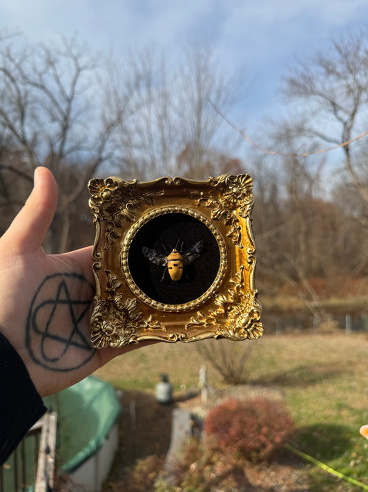 Gold Black Stinkbug Frame