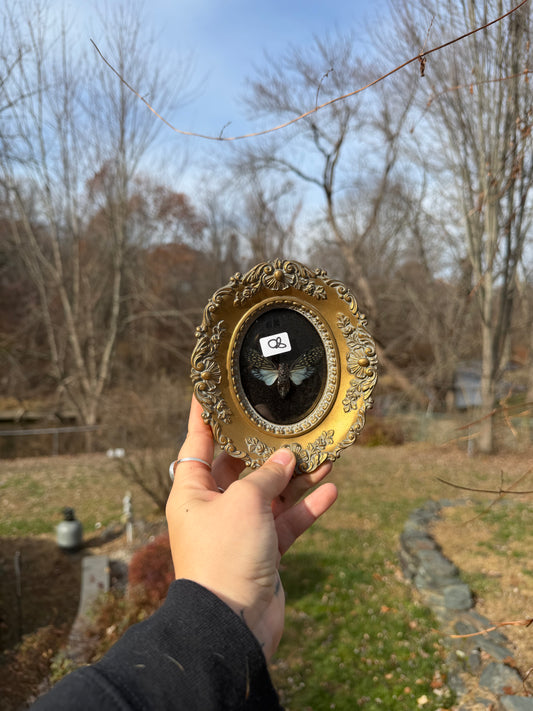 Vintage Cicada Frame