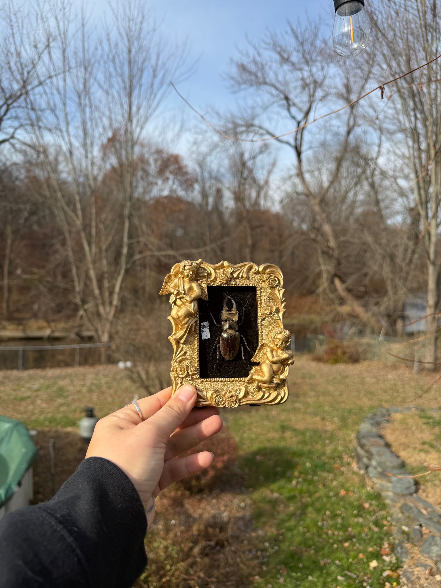 Vintage Beetle Frame