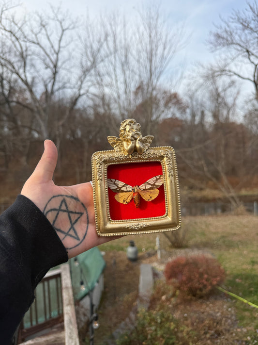 Gold Red Cicada Frame