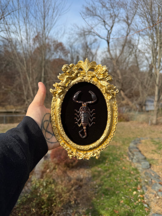 Black Gold Scorpion Frame
