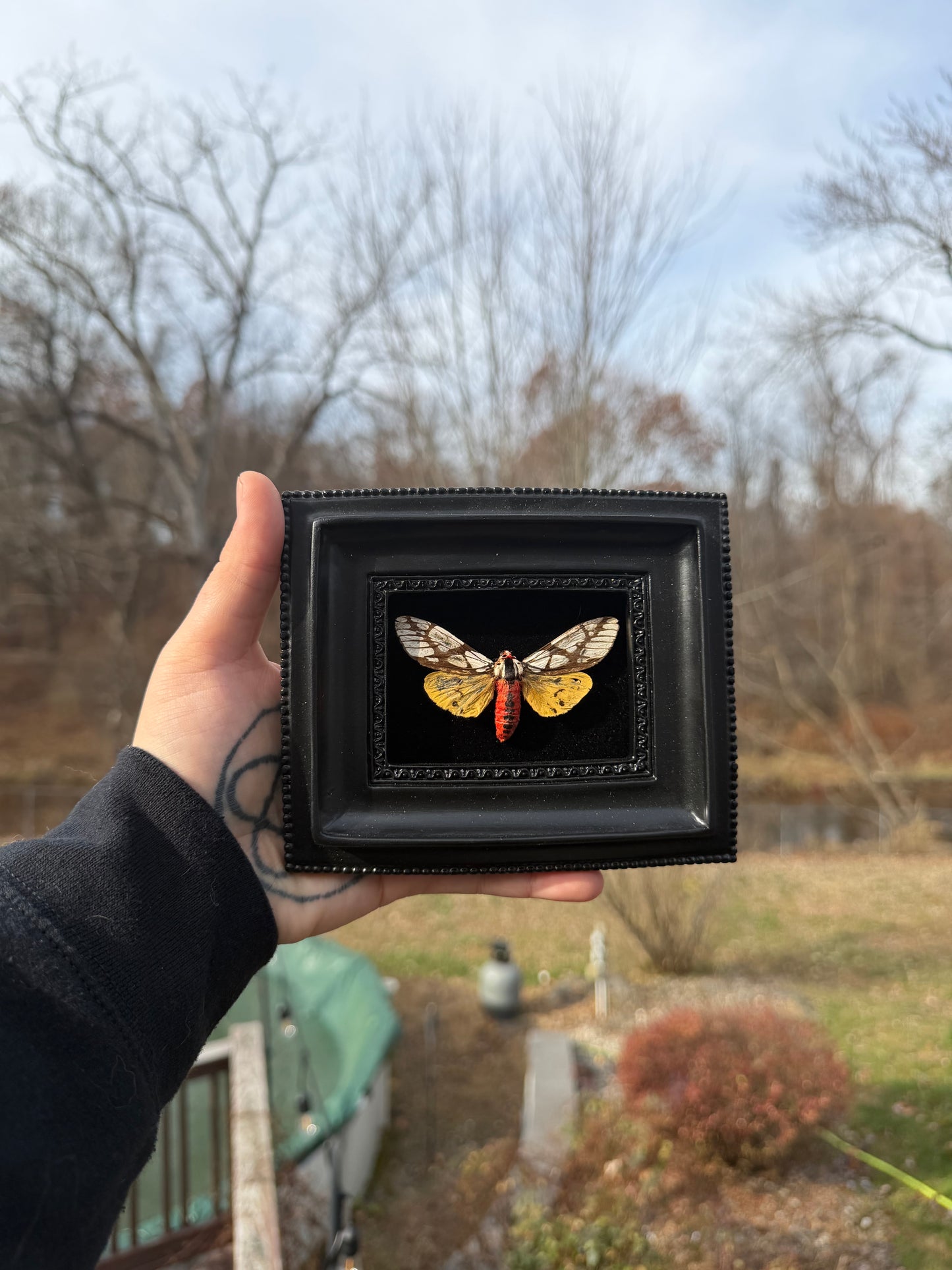 Black Cicada Frame