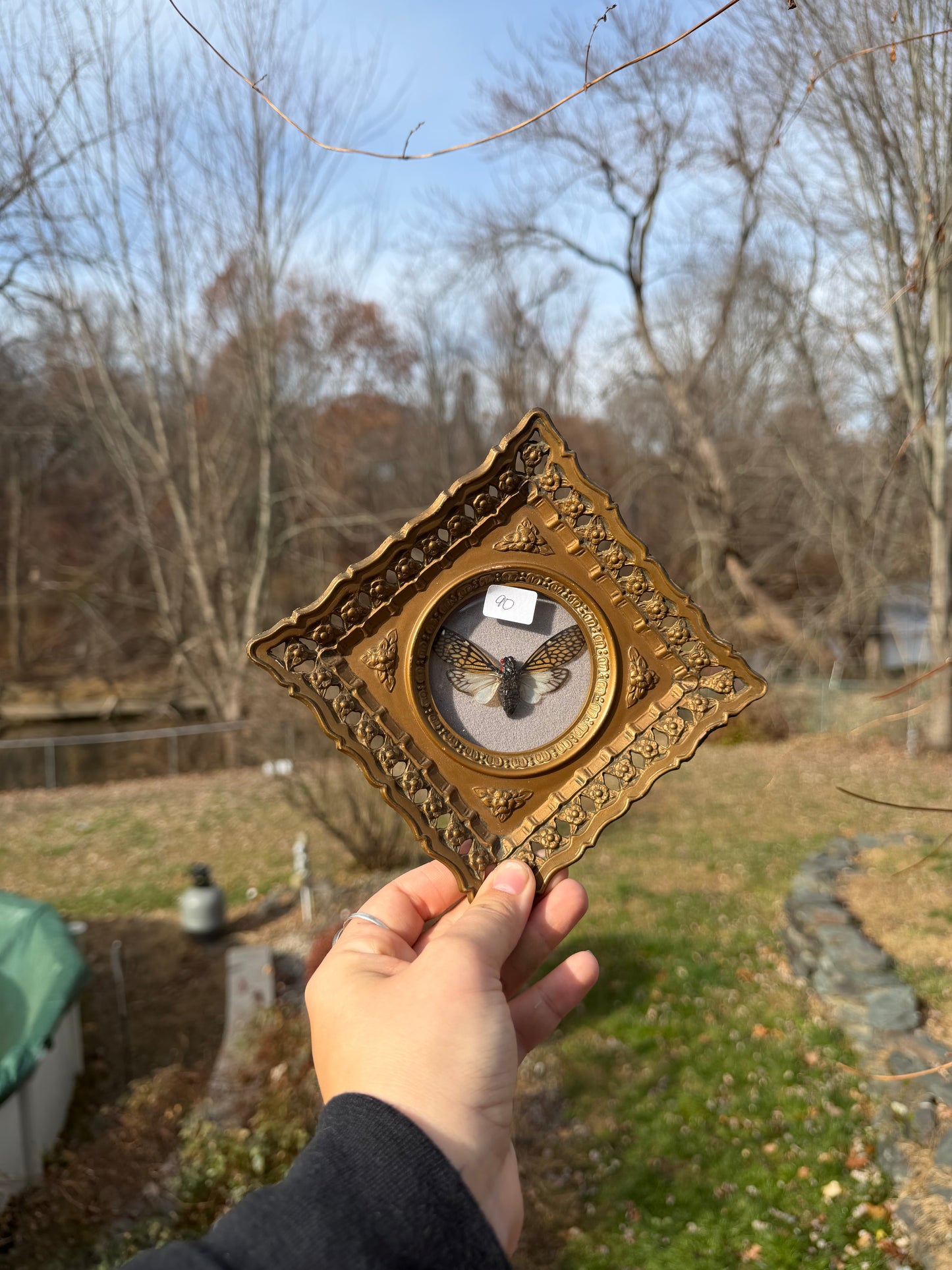 Vintage Cicada Frame