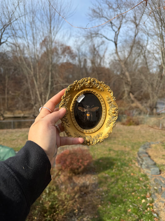 Vintage Hornet Frame