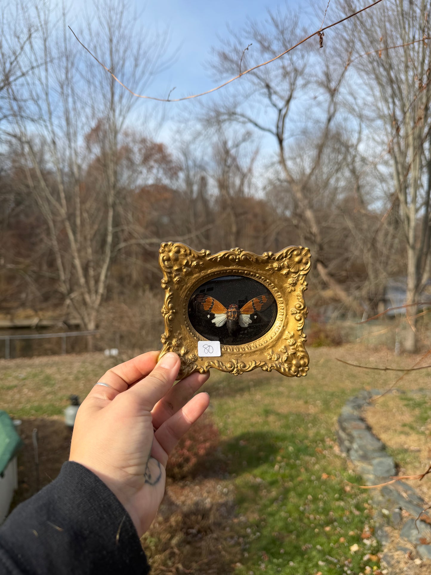 Vintage Cicada Frame