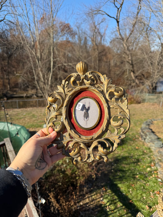 Vintage Waterscorpion Frame