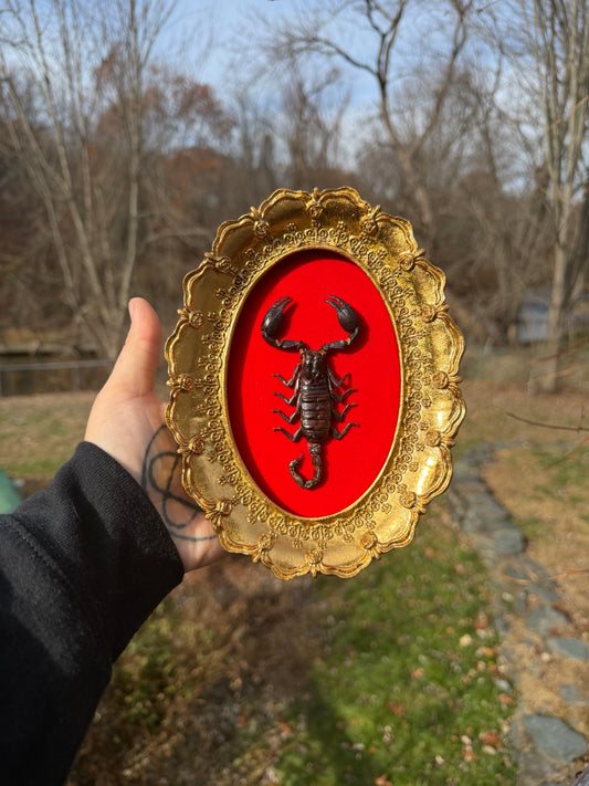 Gold Red Scorpion Frame