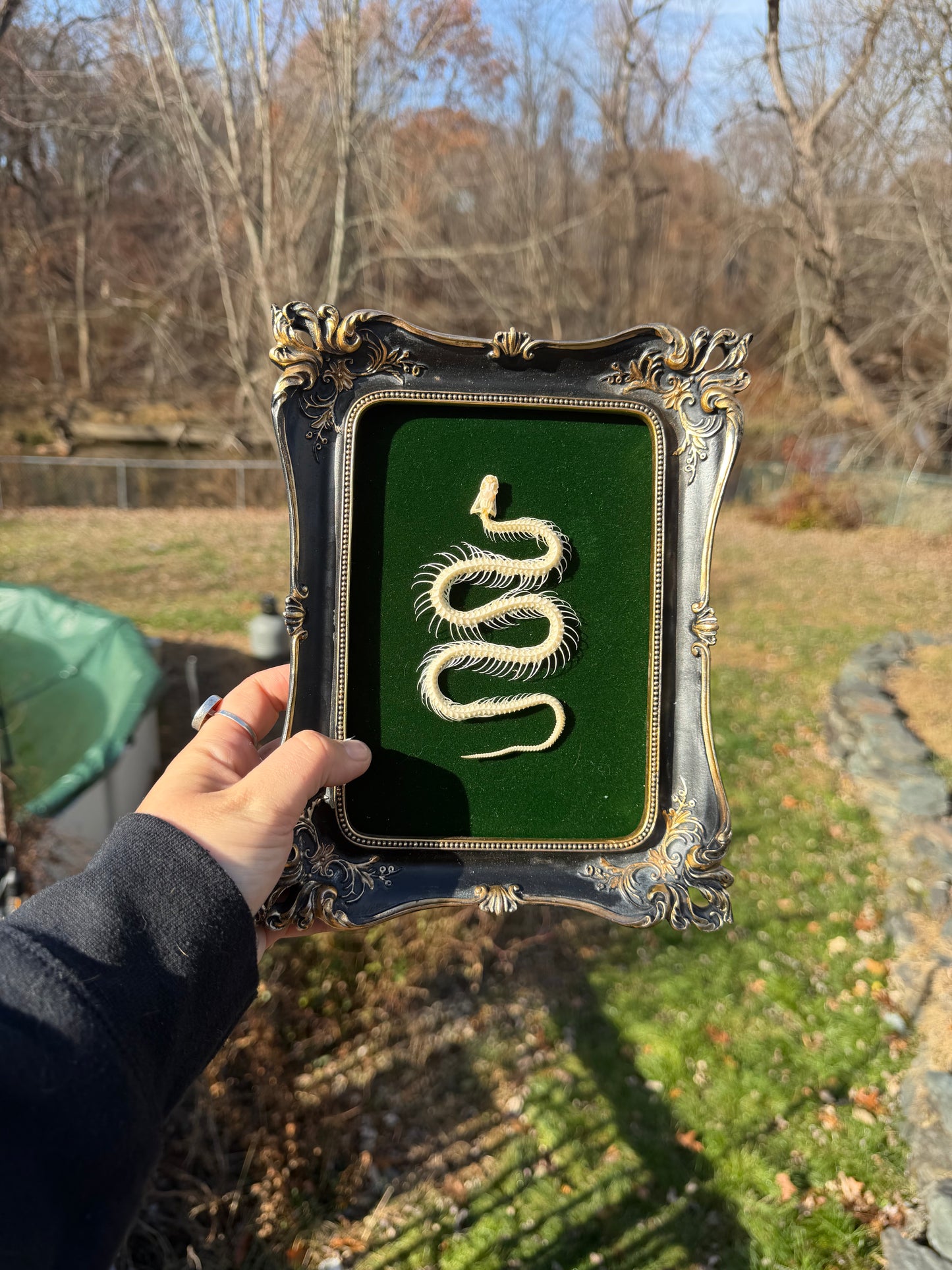 Black Green Snake Frame