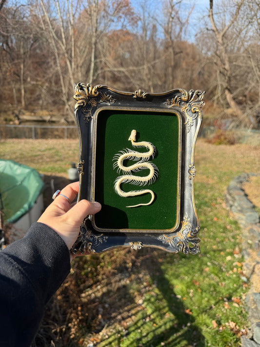Black Green Snake Frame