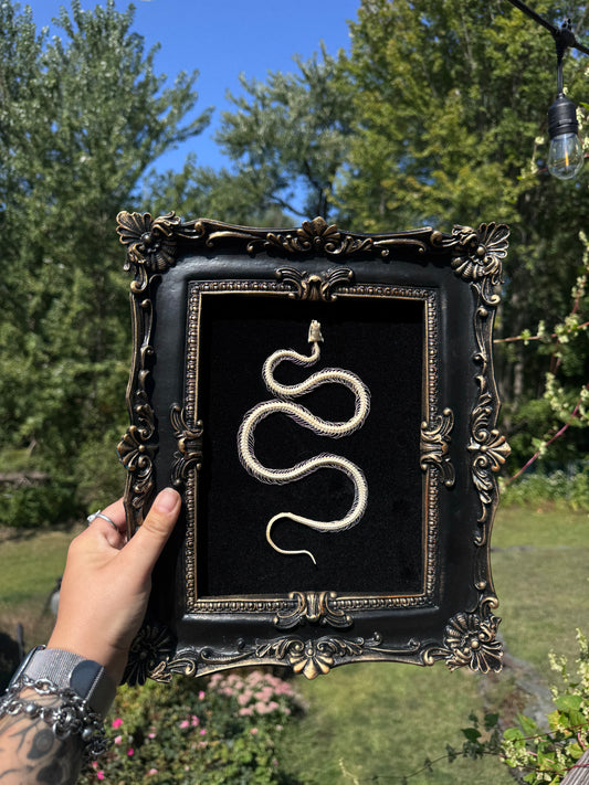 Gold Black Snake Frame