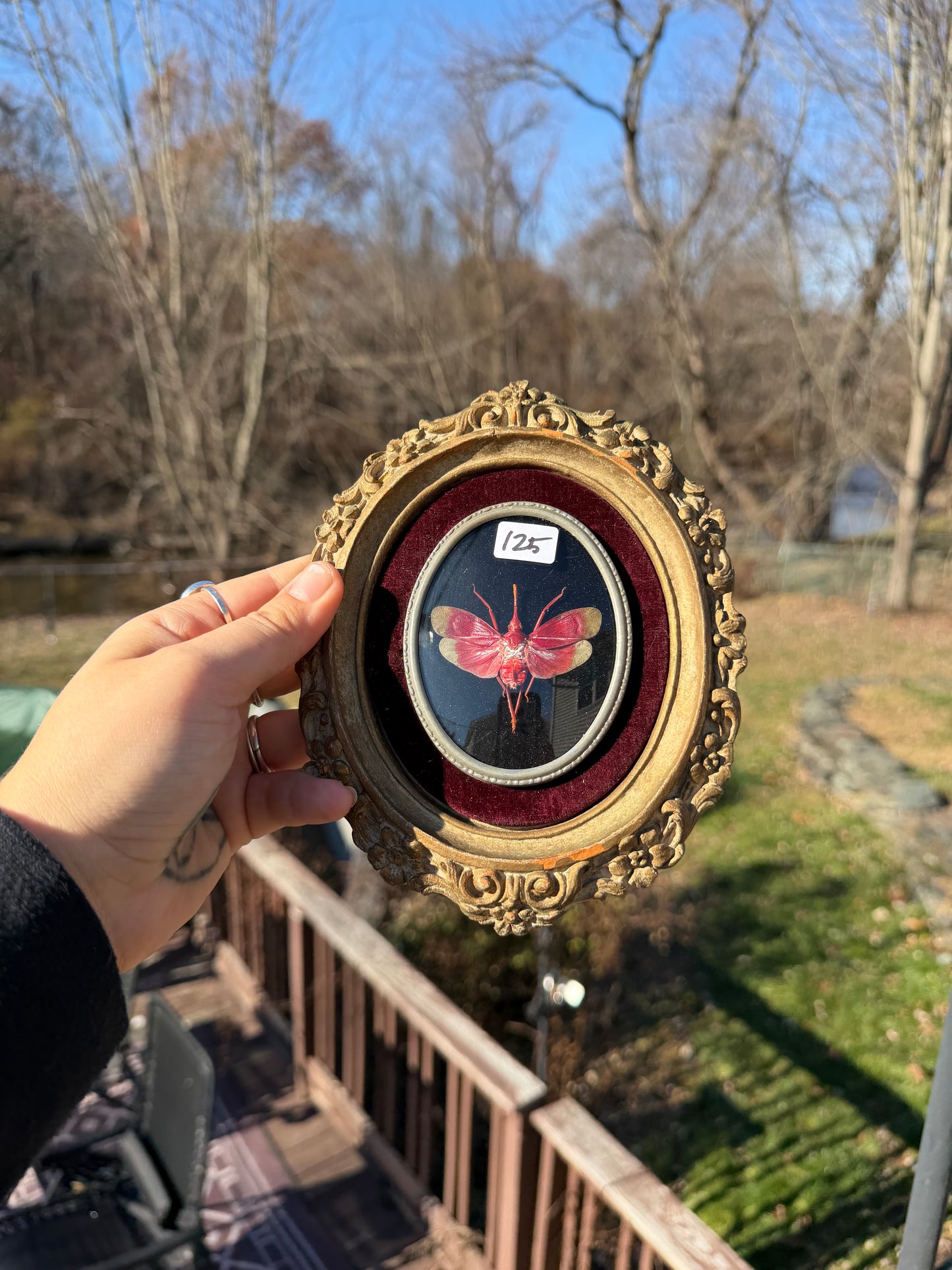 Vintage Lanternfly Frame