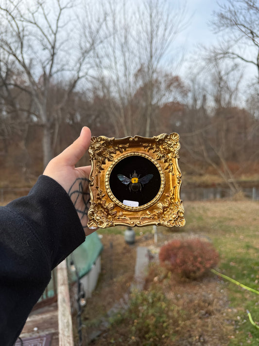 Gold Black Bee Frame