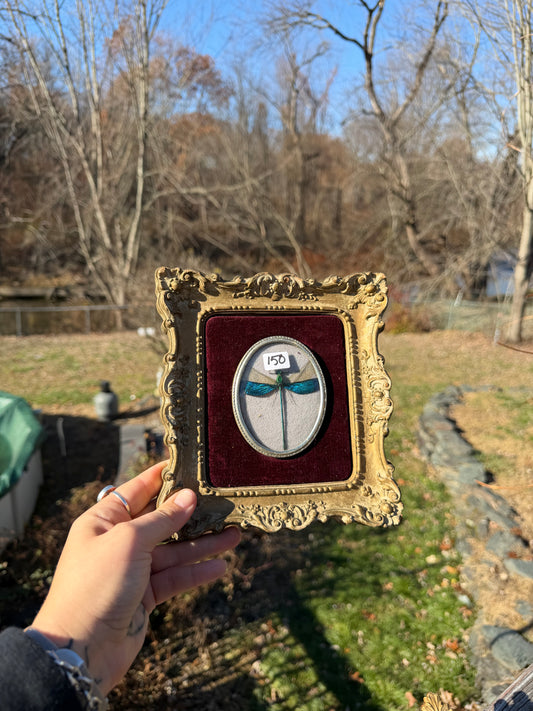 Vintage Damselfly Frame