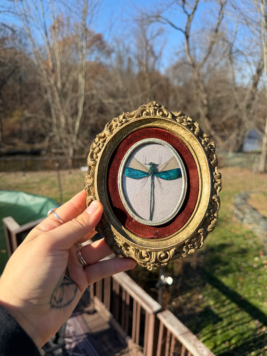 Vintage Damselfly Frame