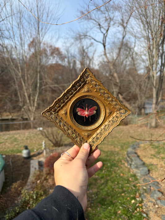 Vintage Lanternfly Frame