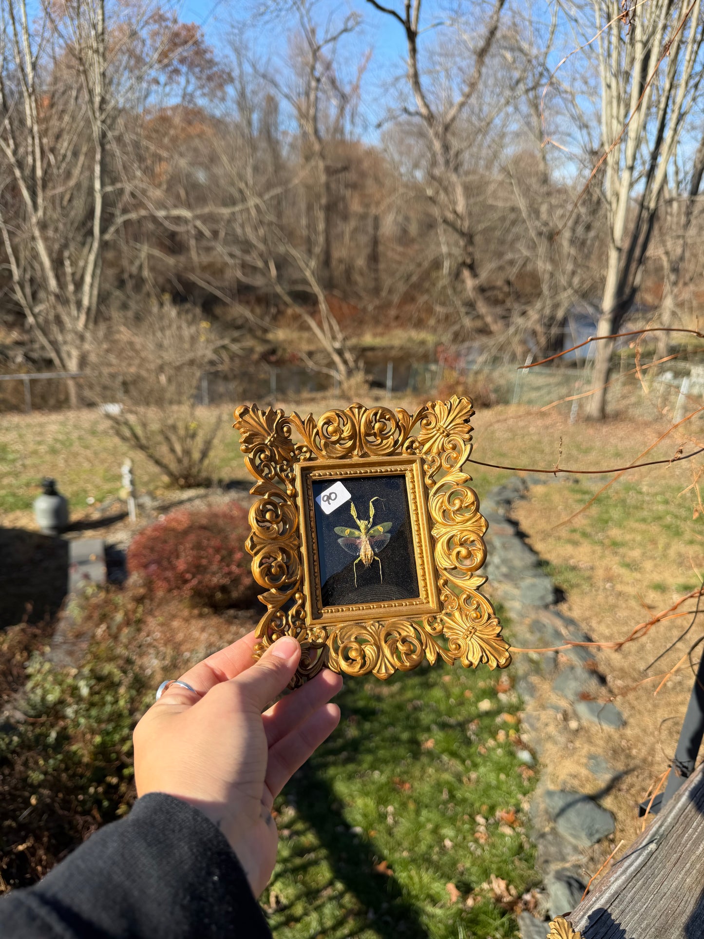 Vintage MAntis Frame