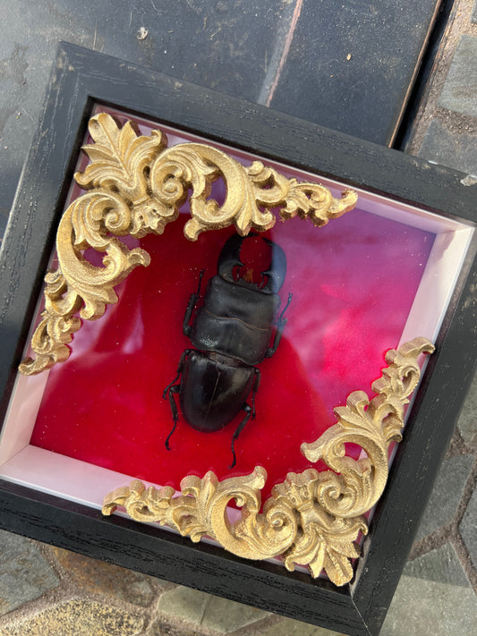 Beetle Shadowbox