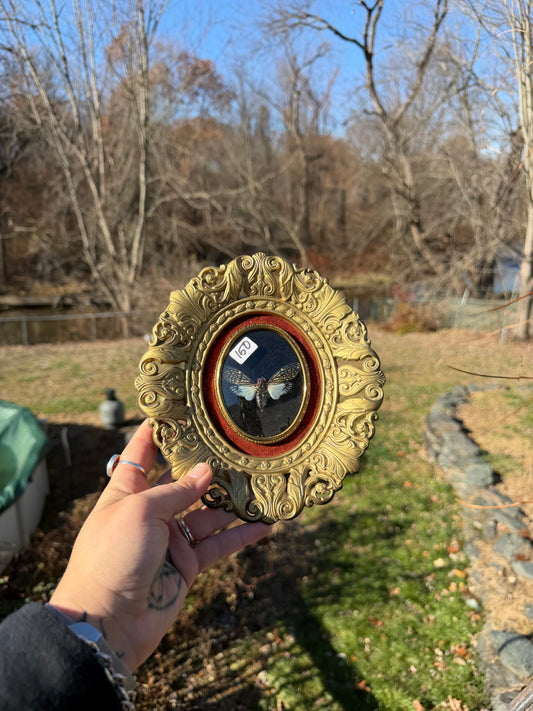 Vintage Cicada Frame