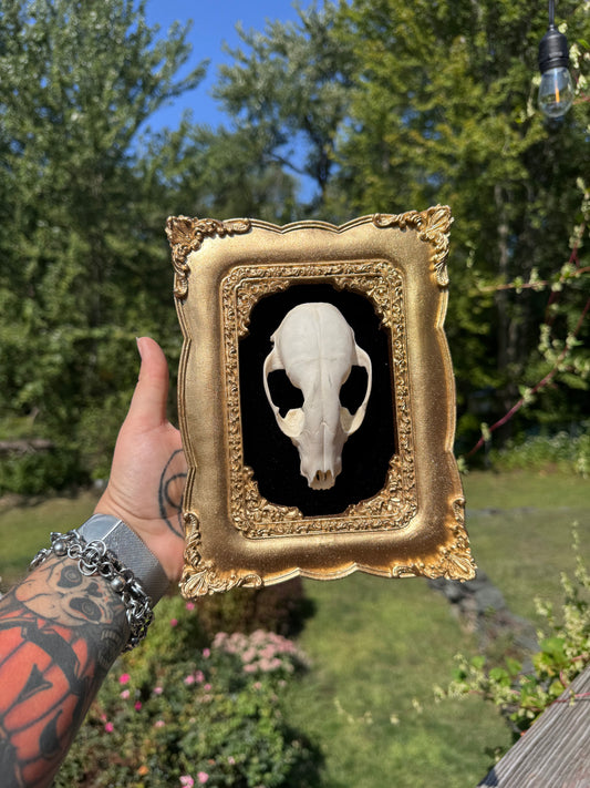 Raccoon Skull Frame 2