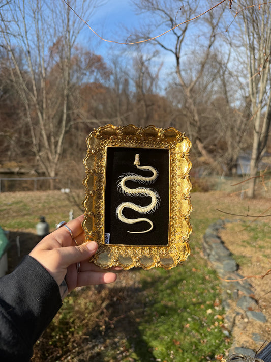 Gold Black Snake Frame