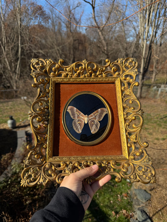 Vintage Moth Frame