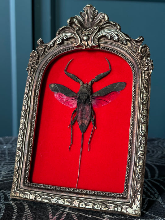 Red Water Scorpion Frame