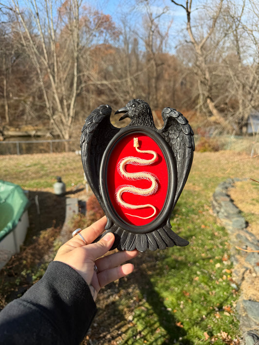 Black Red Snake Frame