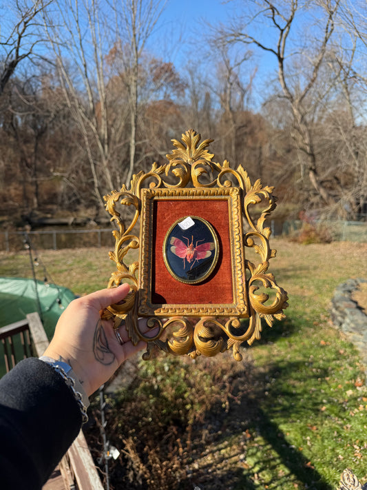 Vintage Lanternfly Frame