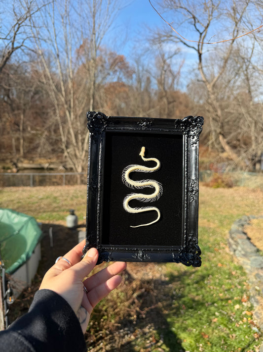Black Snake Frame