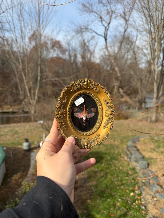 Vintage Lanternfly Frame