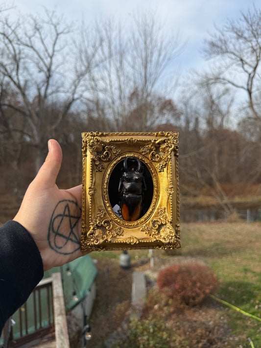 Gold Black Brown Stag Frame