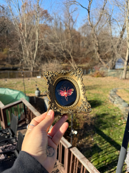 Vintage Lanternfly Frame