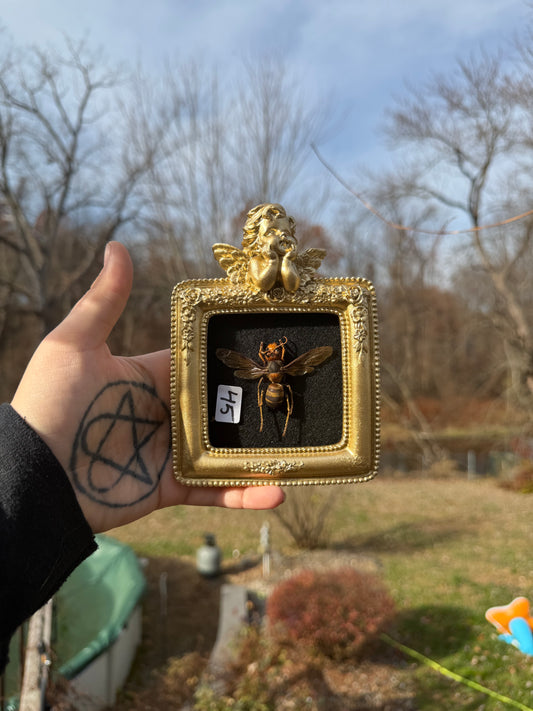 Gold Black Hornet Frame