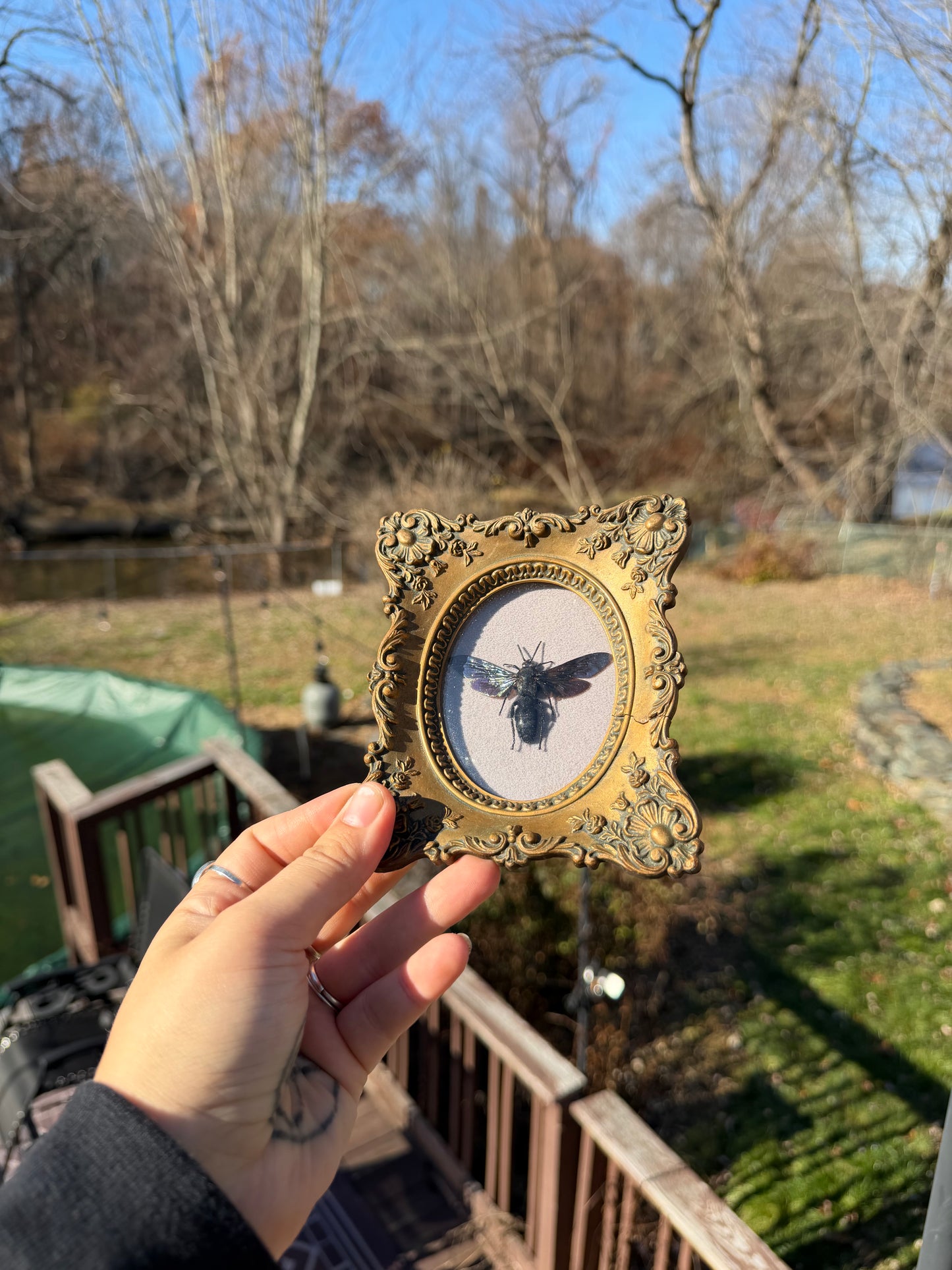 Vintage Hornet Frame