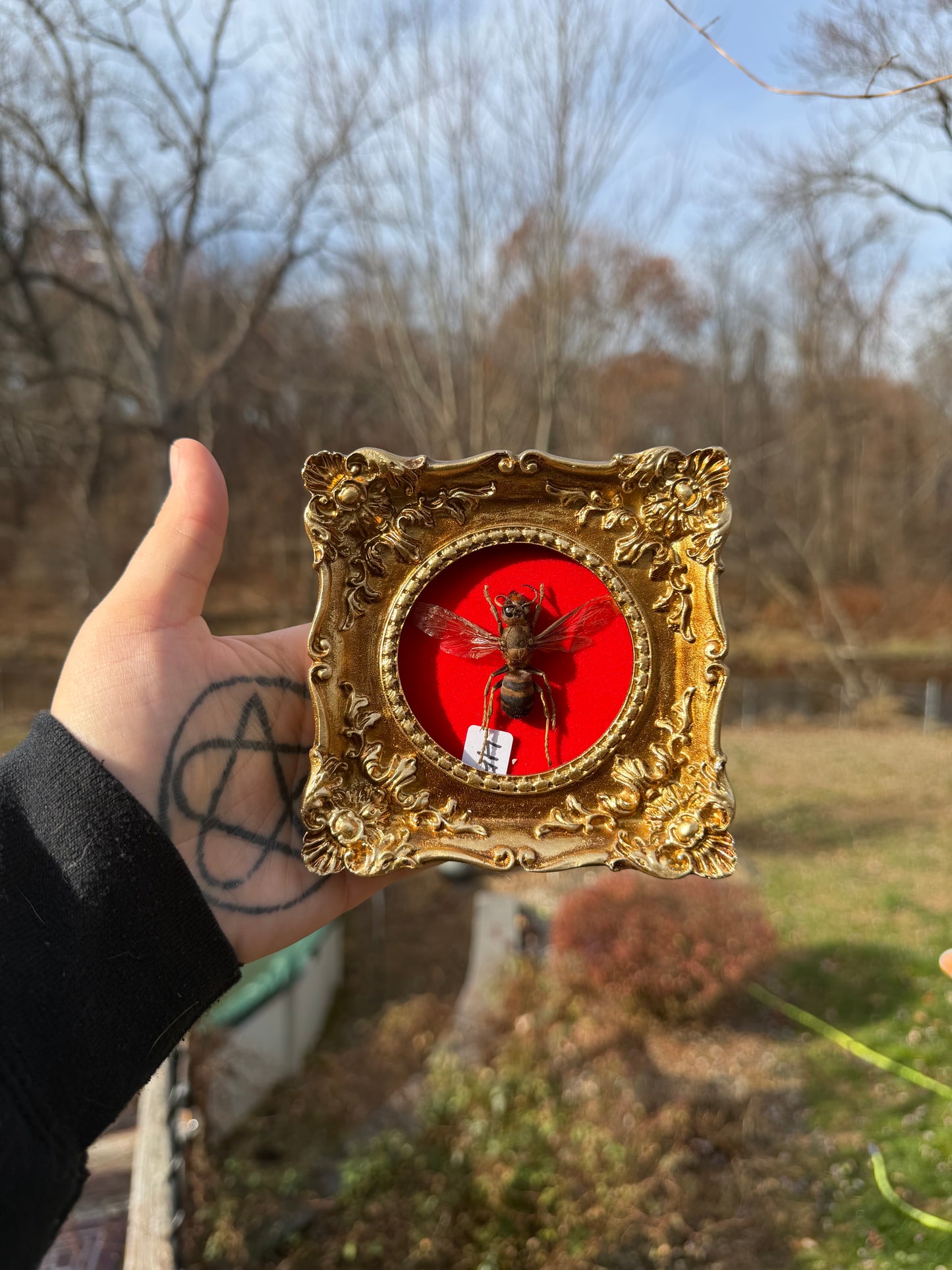 Gold Red Hornet Frame