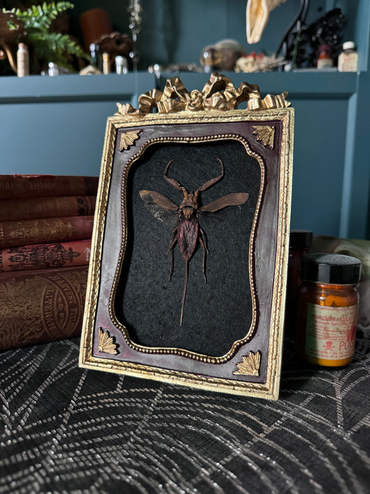 Red Water Scorpion Frame