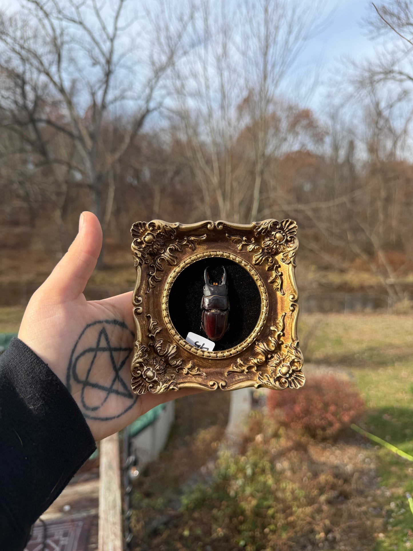 Gold Black Stag Frame