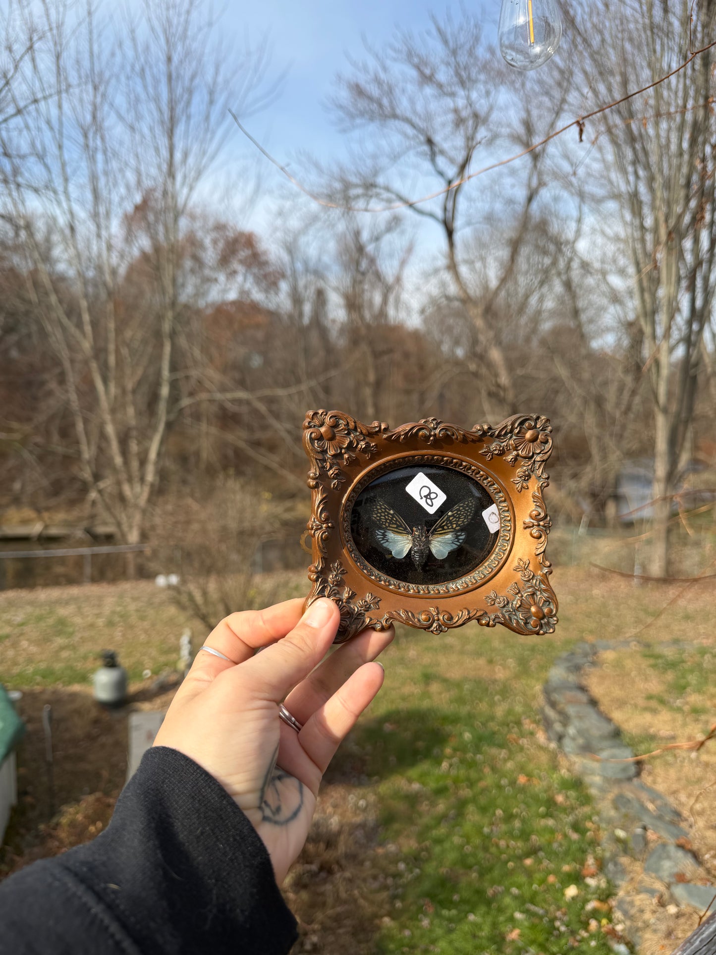 Vintage Cicada Frame