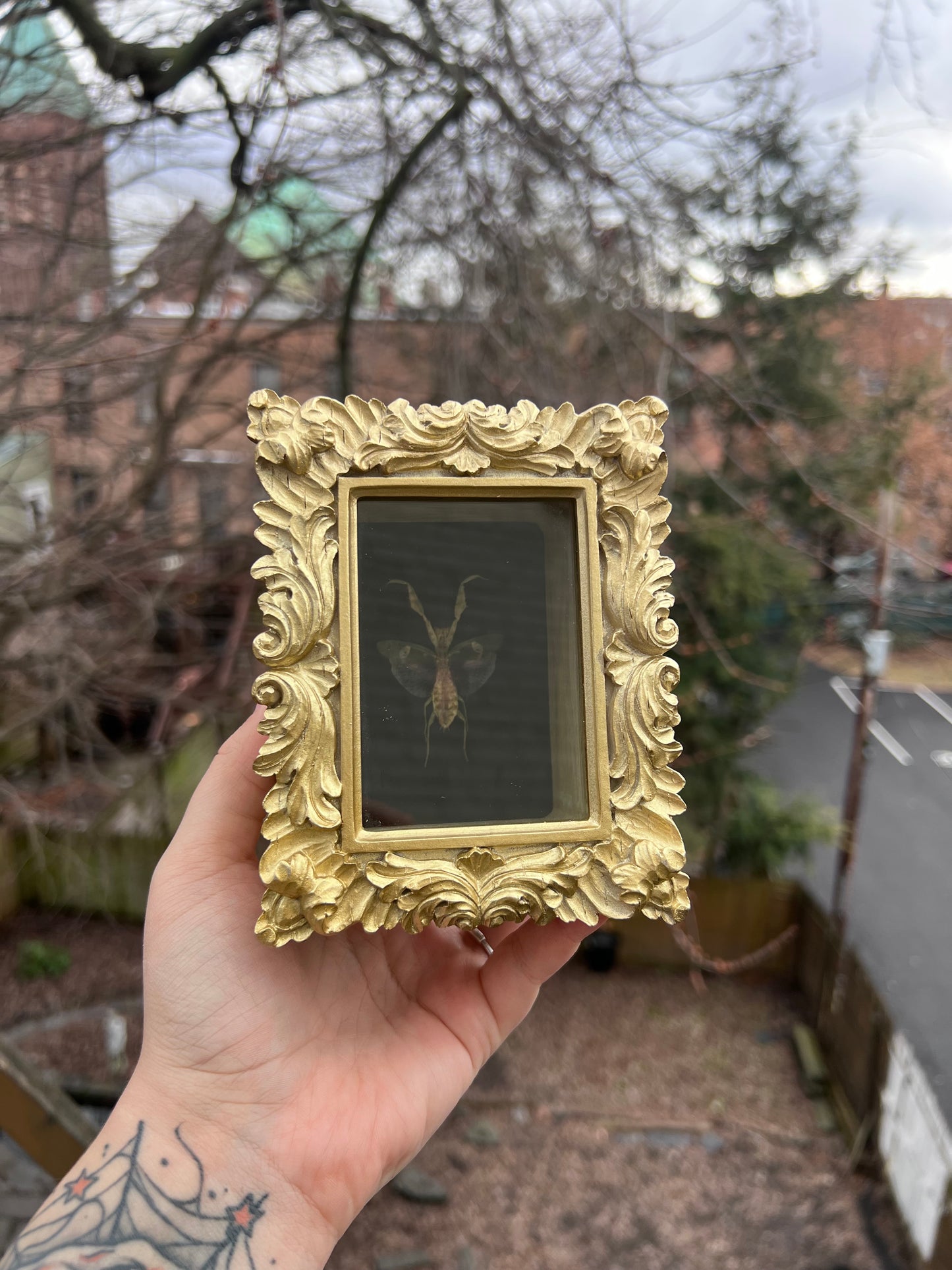 Gold Mantis Box Frame