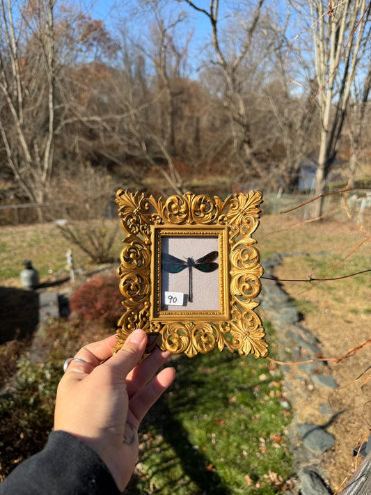 Vintage Damselfly Frame