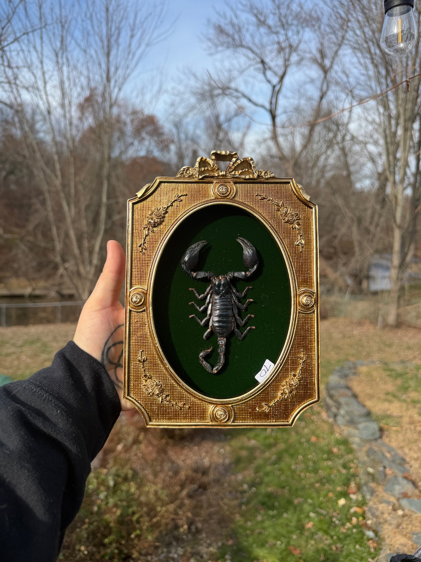 Gold Green Scorpion Frame